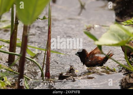 Die Kastanienmunia oder Schwarzkopfmunia (Lonchura atricapilla jagori) ist eine kleine Passerine. Dieses Foto wurde in Sulawesi, Indonesien, aufgenommen. Stockfoto