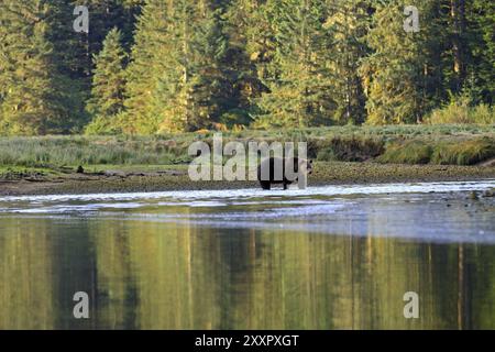 Grizzlybär in Knight Inlet in Kanada Stockfoto