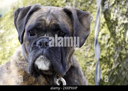 Deutscher Boxer Stockfoto