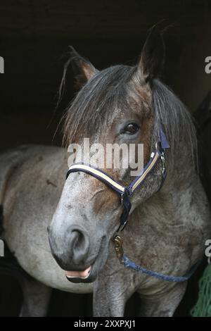 Horse Portrait Stockfoto