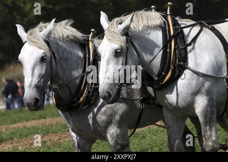 Percheron Team Stockfoto