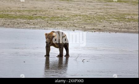 Grizzlybär am Ufer des Douglas River im Katmai National Park in Alaska Stockfoto