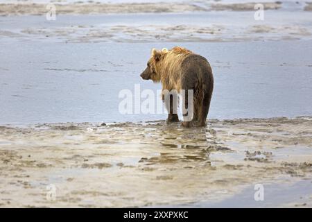 Grizzlybär am Ufer des Douglas River im Katmai National Park in Alaska Stockfoto