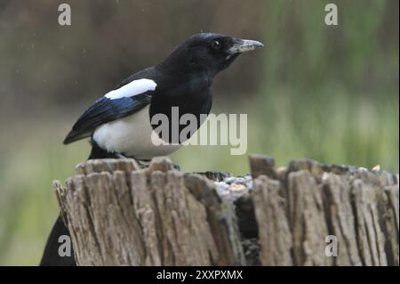 Eurasische Elster sucht nach Essen. Magpie sucht nach Essen Stockfoto