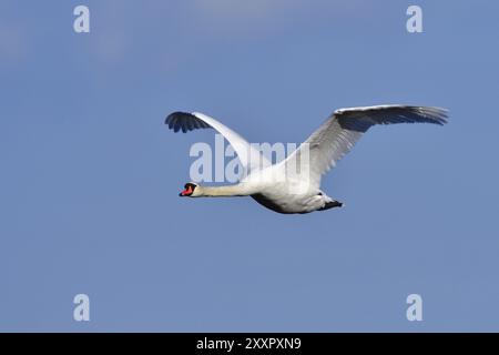 Stummer Schwan im Flug, stummer Schwan im Flug gegen blauen Himmel Stockfoto