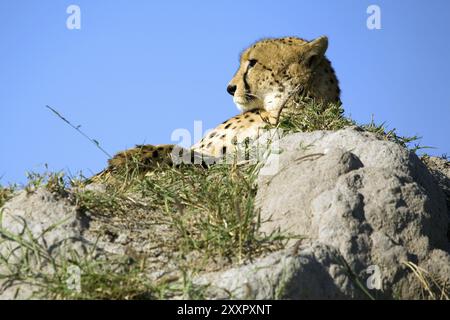 Ein Gepard liegt auf einem Hügel und beobachtet die Umgebung Stockfoto