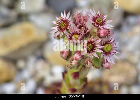 Hauselichblume im Steingarten, Blume der Hauselichblume, Makroblume Stockfoto