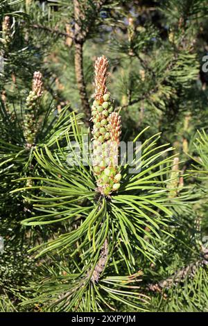 Pinus mugo. Nadeln und Knospen, Nahaufnahme, wunderschöne natürliche Hintergrund Stockfoto