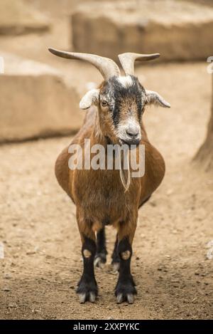 Eine erwachsene Zwergziege auf einer Farm Stockfoto