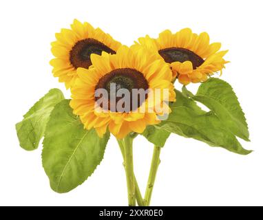 Komposition mit Sonnenblumen isoliert auf weißem Hintergrund Stockfoto