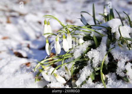 Die ersten Schneeglöckchen blüht im Frühjahr im Schnee Stockfoto