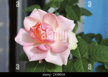 Schöne rosa Rose Nahaufnahme Stockfoto