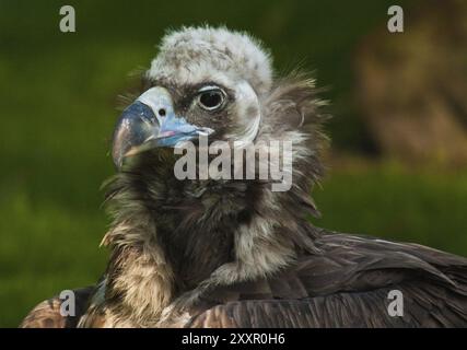 Eurasischer Schwarzgeier, Lebensraum Südeuropa und Zentralasien Stockfoto