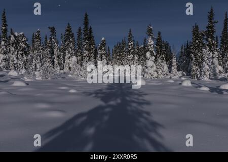 Winterlandschaft im Mondschein, Muddus-Nationalpark, Laponia-Weltkulturerbe, Norrbotten, Lappland, Schweden, Januar 2015, Europa Stockfoto