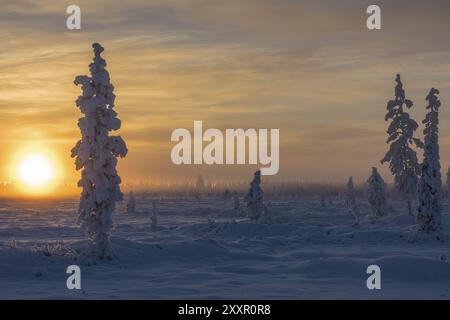 Nebelstimmung, Muddus-Nationalpark, Laponia-Weltkulturerbe, Norrbotten, Lappland, Schweden, November 2014, Europa Stockfoto