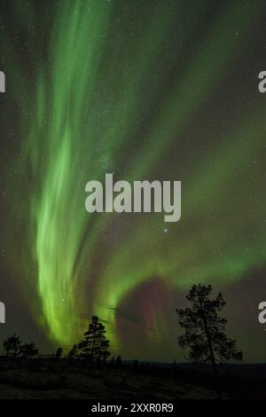 Nordlichter (Aurora borealis), Norrbotten, Lappland, Schweden, Oktober 2014, Europa Stockfoto