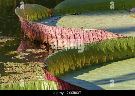 Detail der Textur, Clolors und Form der Victoria Amazonica auf einem See Stockfoto