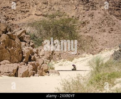 Bedouin betet sitzen auf dem Sand in den Schatten eines Baumes in der Wüste vor dem Hintergrund der Berge Stockfoto