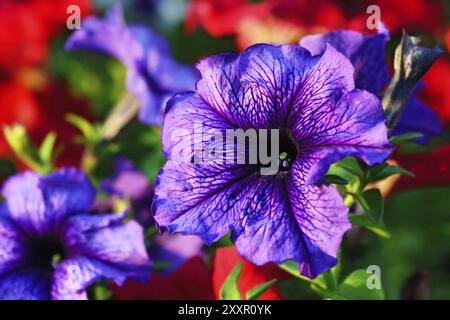 Floraler Hintergrund. Blüten der Petunie hautnah Stockfoto