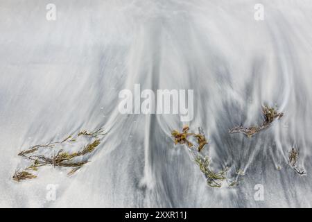 Algen an einem Sandstrand, Senja, Troms, Norwegen, März 2015, Europa Stockfoto