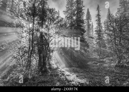 Sonnenstrahlen, die durch Bäume fallen, Dundret Nature Reserve, Gaellivare, Norrbotten, Lappland, Schweden, August 2012, Europa Stockfoto