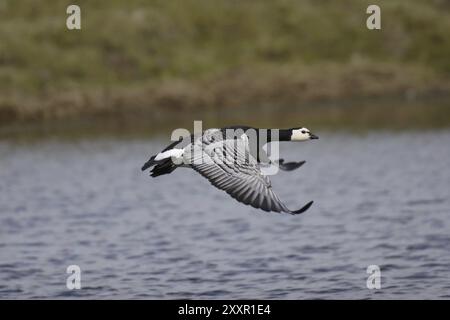 Nonnengans, Branta-Leukopsis, Nonnengans Stockfoto