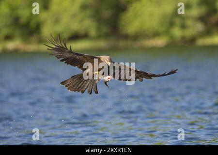 Schwarzmilan Milvus Migrans, Schwarzmilan Stockfoto