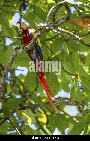Scharlach-Aras (Ara macao) in bengalen Mandel (Terminalia catappa), Provinz Puntarenas, Costa Rica, Mittelamerika Stockfoto
