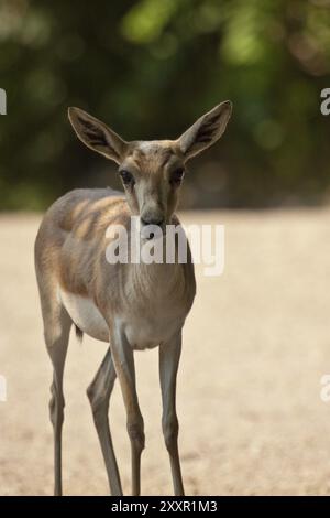 Weibliche persische Struma-Gazelle Stockfoto