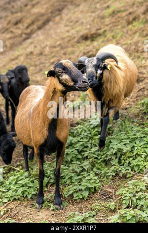 Zwei Kamerafahre (männlich und weiblich) stehen nebeneinander auf der Weide Stockfoto