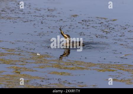 Der Rattenschnabel-Grebe auf dem See Stockfoto