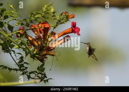 Ruby-throated Kolibri (Archilochus colubris) im Flug. Nektar von Blumen und blühenden Bäumen, sowie kleine Insekten und Spinnen sind sein Stockfoto