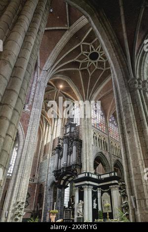 Gotische Kathedrale St. Bavo aus dem 10. Jahrhundert, gewölbte Decke und Säulen des Mittelschiffs, Gent, Flandern, Belgien, Europa Stockfoto