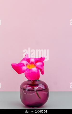 Winzige bunte Blumen in der Glasvase auf rosa und grauem Hintergrund. Nahaufnahme, selektiver Fokus Stockfoto