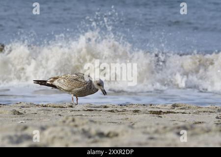 Juvenile Heringsmöwen-Futtersuche. Porträt einer europäischen Heringsmöwe Stockfoto