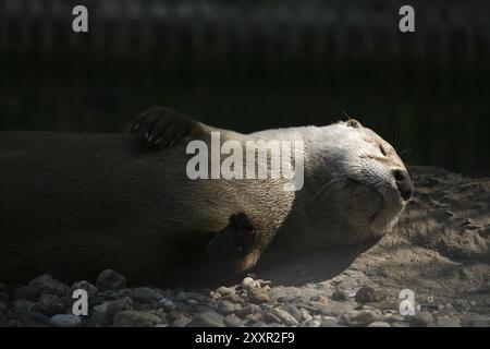 Kanadischer Otter Stockfoto