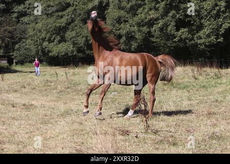 Araber auf einer Weide Stockfoto