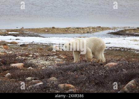 Ein Eisbär, der am Ufer der Hudson Bay nach Nahrung sucht Stockfoto