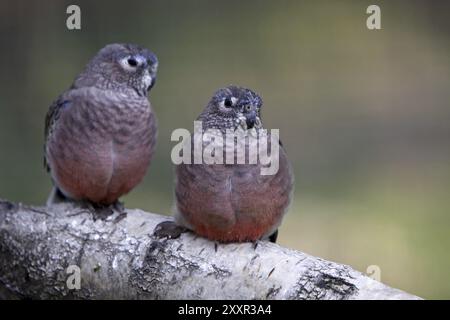 Bourke's Sittiche Stockfoto