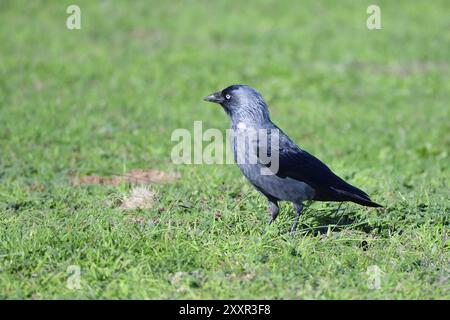 Jackdaw sucht nach Essen. Westliche Jackdaw sucht nach Essen Stockfoto