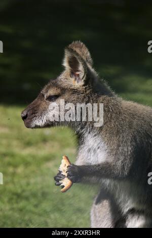 Brotessende Bennetts Känguru Stockfoto