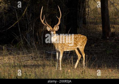 Achsenhirsch im Bandhavgarh-Nationalpark in Indien Stockfoto