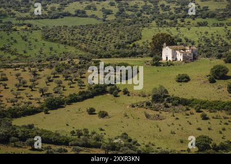 Campo de olivos, Elvas, Alentejo, Portugal, Europa, Europa Stockfoto