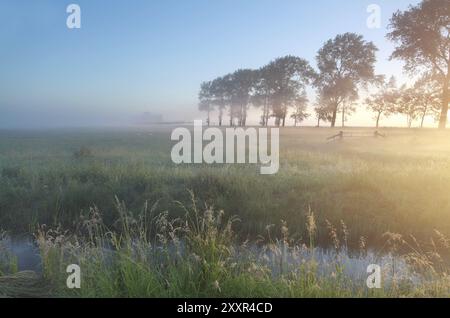 Neblige Schafweide bei Sonnenaufgang im Sommer Stockfoto