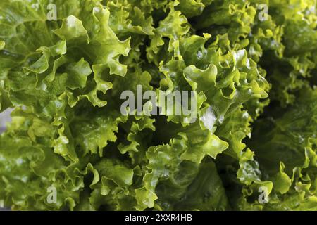 Frischer Salat, Römersalat, Nahaufnahme, Makro Stockfoto