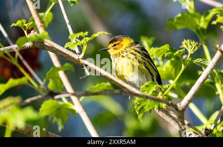 Nahaufnahme eines männlichen Cape May Warbler, der während des Frühlingszuges auf einem grünen Zweig thront, Ontario, Kanada Stockfoto