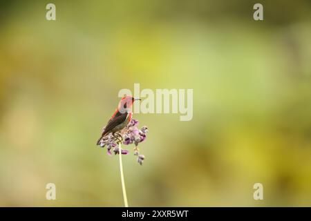 Sulawesi myzomela (Myzomela chloroptera) ist eine Vogelart aus der Familie der Meliphagidae. Sie ist endemisch in Indonesien, wo sie in Sulawesi vorkommt. Stockfoto