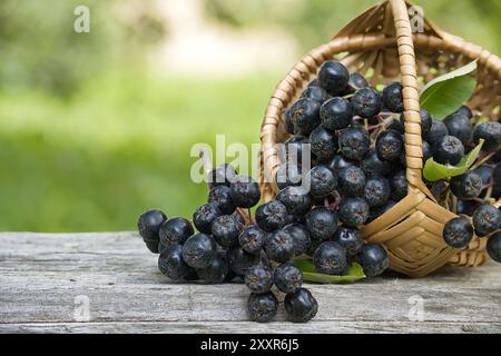 Frische Aronia melanocarpa (schwarze Aronia) in einem Korb. Außenanlage mit grünem Naturhintergrund. Stockfoto