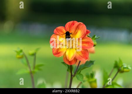 Hummel auf einer Dahlien im Garten Stockfoto