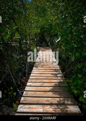 Eine hölzerne Promenade führt durch einen üppigen Mangrovenwald und bietet einen friedlichen Naturspaziergang Stockfoto